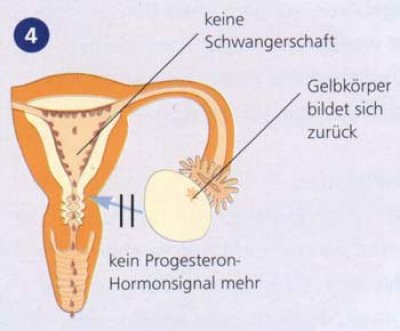 weiblicher-zyklus-schritt-4.jpg