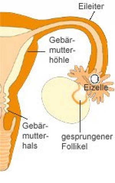 grundlagen bild zyklus der frau