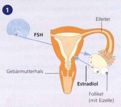 weiblicher-zyklus-schritt-1.jpg