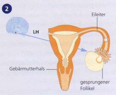 weiblicher-zyklus-schritt-2.jpg